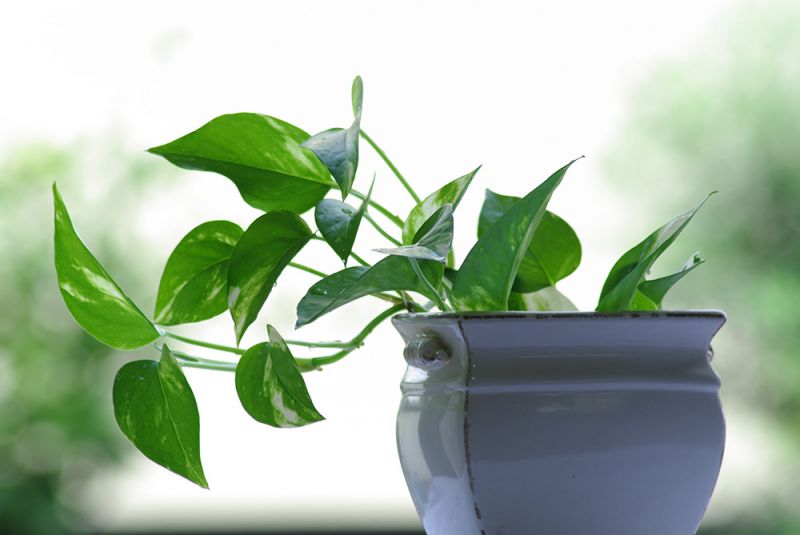 trầu bà vàng trầu bà vàng